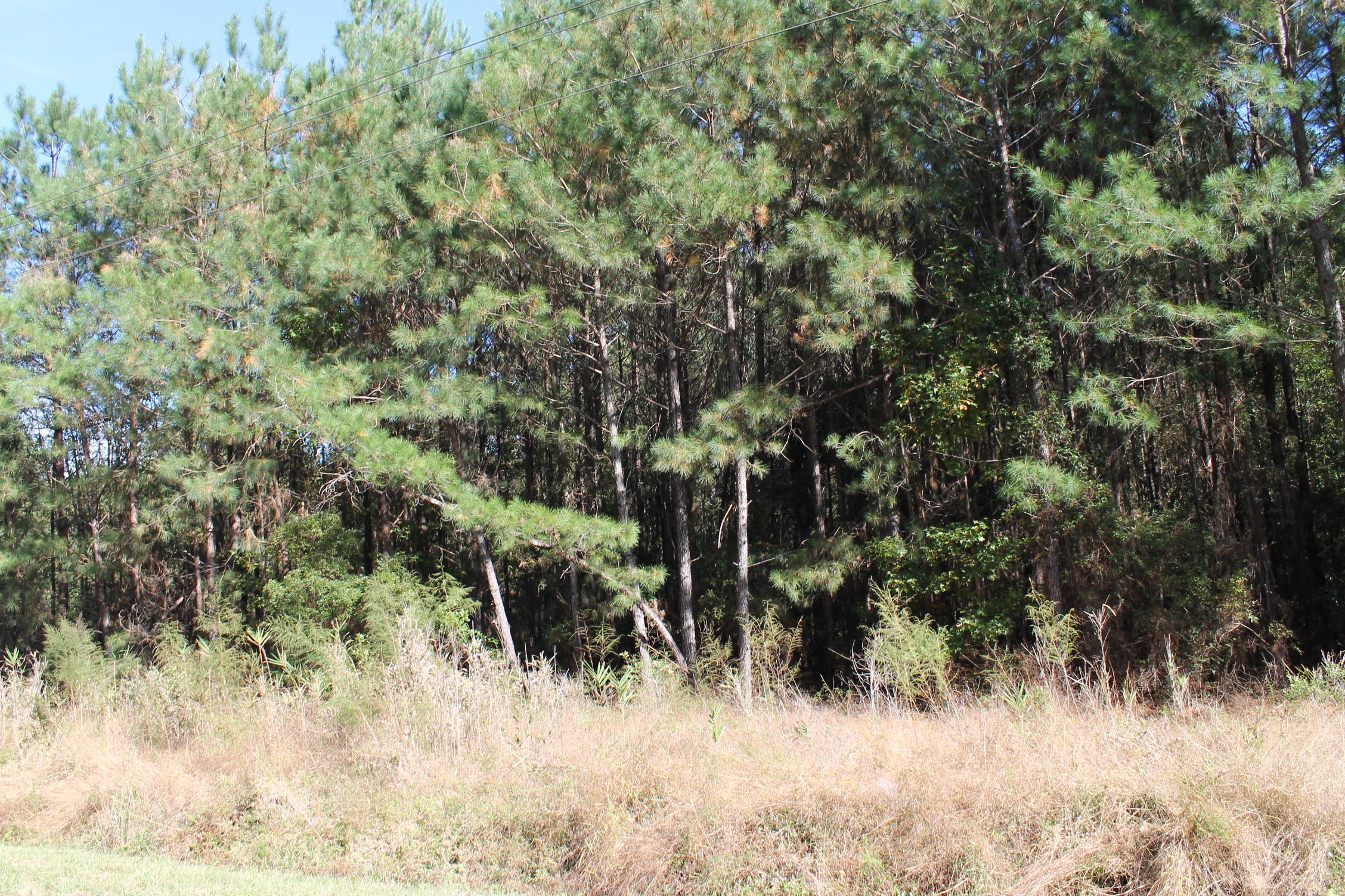 0 Rum Gully Road Islandton, SC 29929 - Photo 5 of 7 IMG_8284