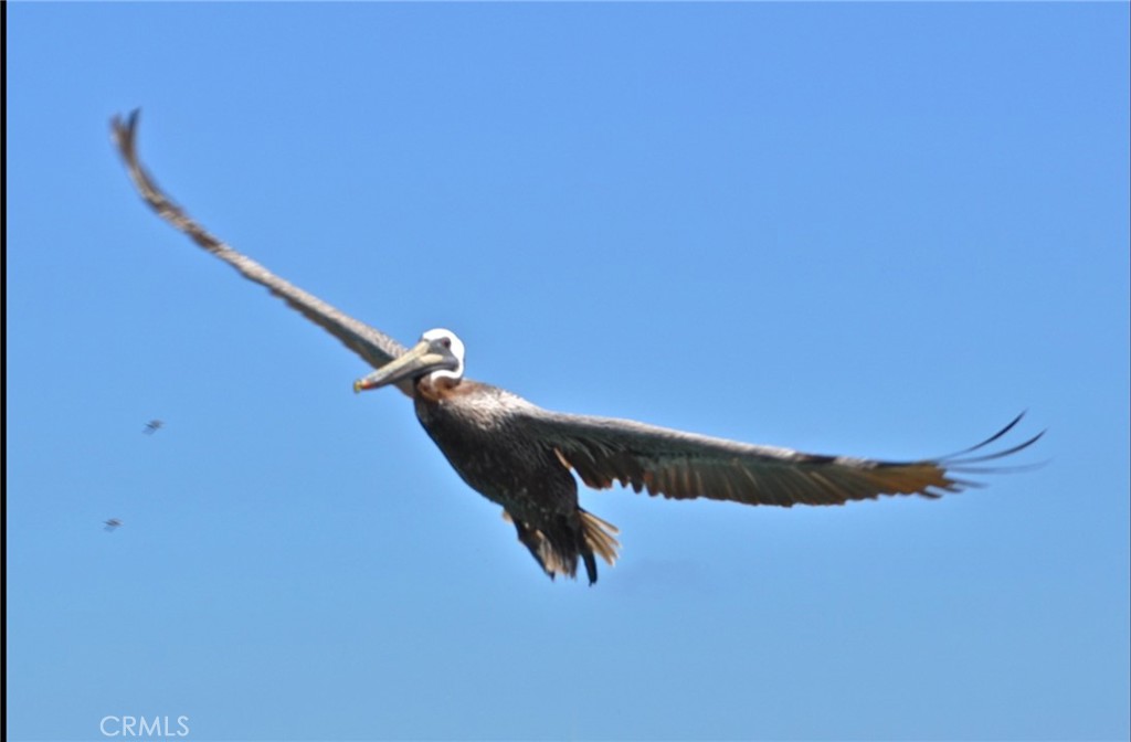 34122 Selva Road, Unit 275 Dana Point, CA 92629 - Photo 36 of 44 PELICANS ARE THE LOCALS