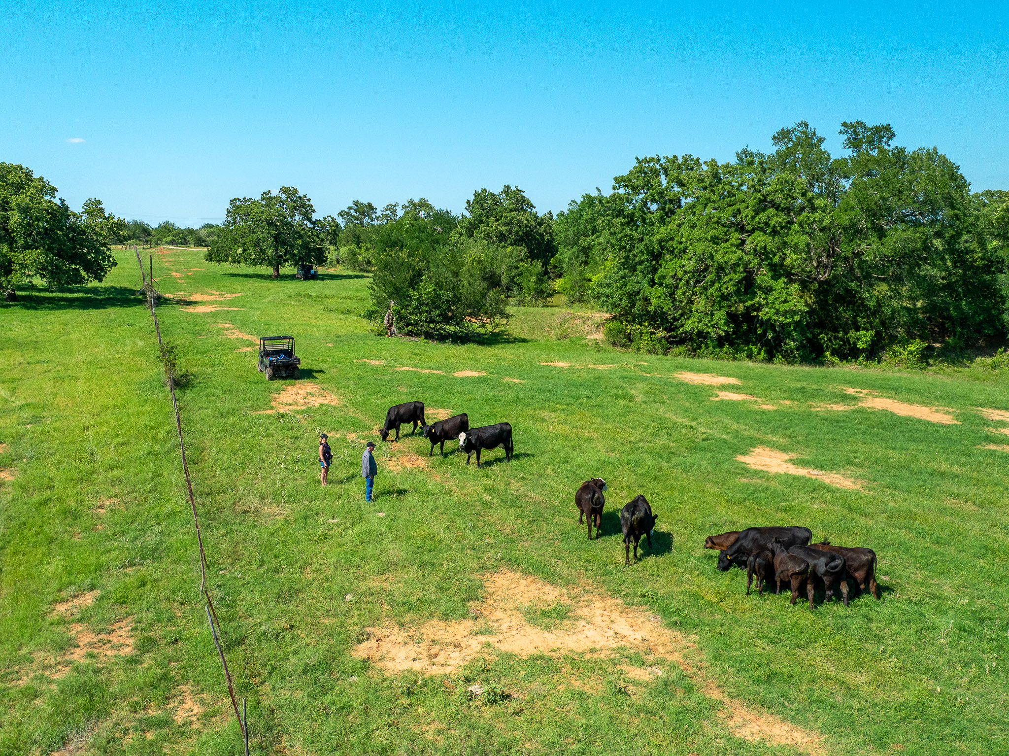 400 619th Spur Elgin, TX 78621 - Photo 7 of 40 Spacious pastures with mature shade trees offer ideal conditions for livestock.