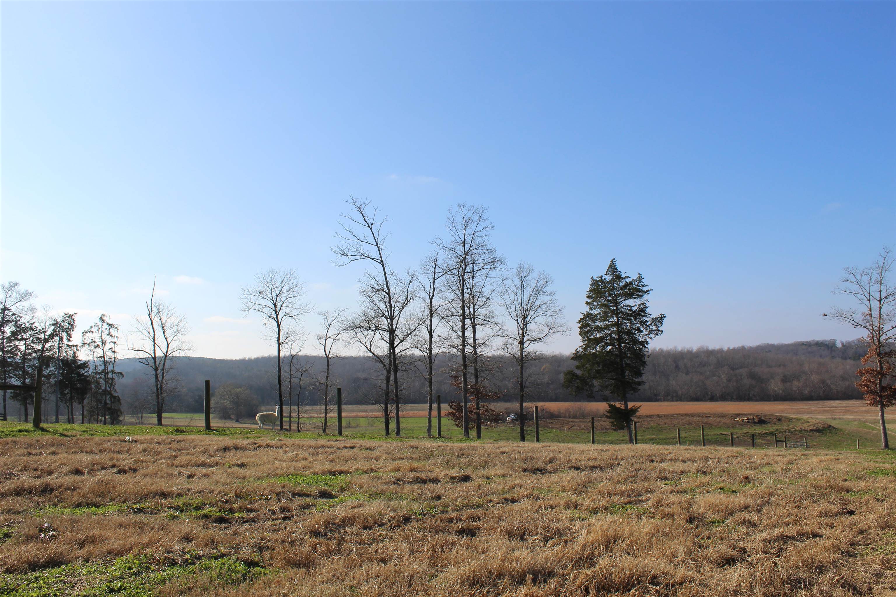 1275 Nance Bend Road Clifton, TN 38425 - Photo 14 of 39 a view of a yard