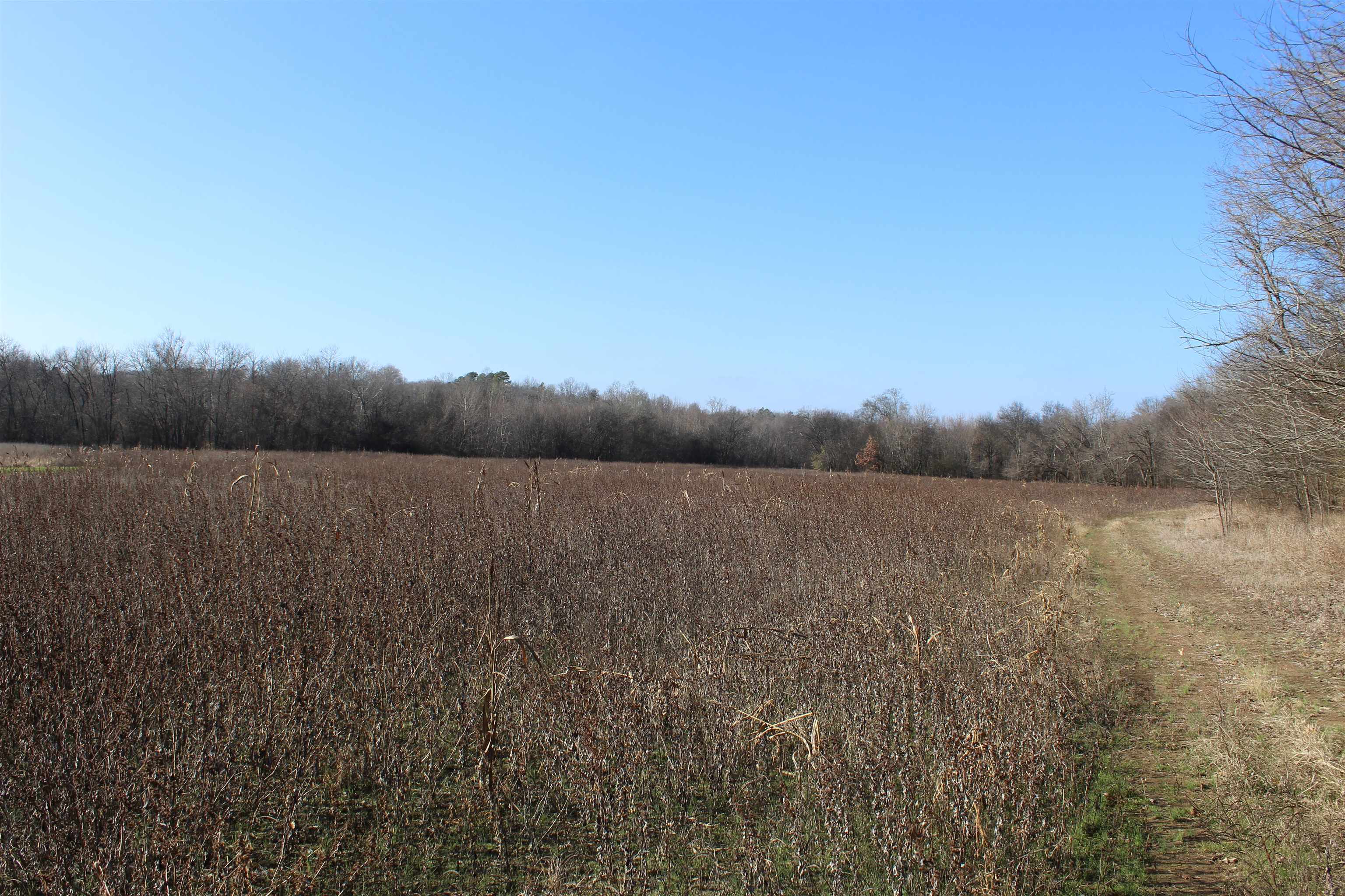 1275 Nance Bend Road Clifton, TN 38425 - Photo 21 of 39 a view of a lake with mountain in the back