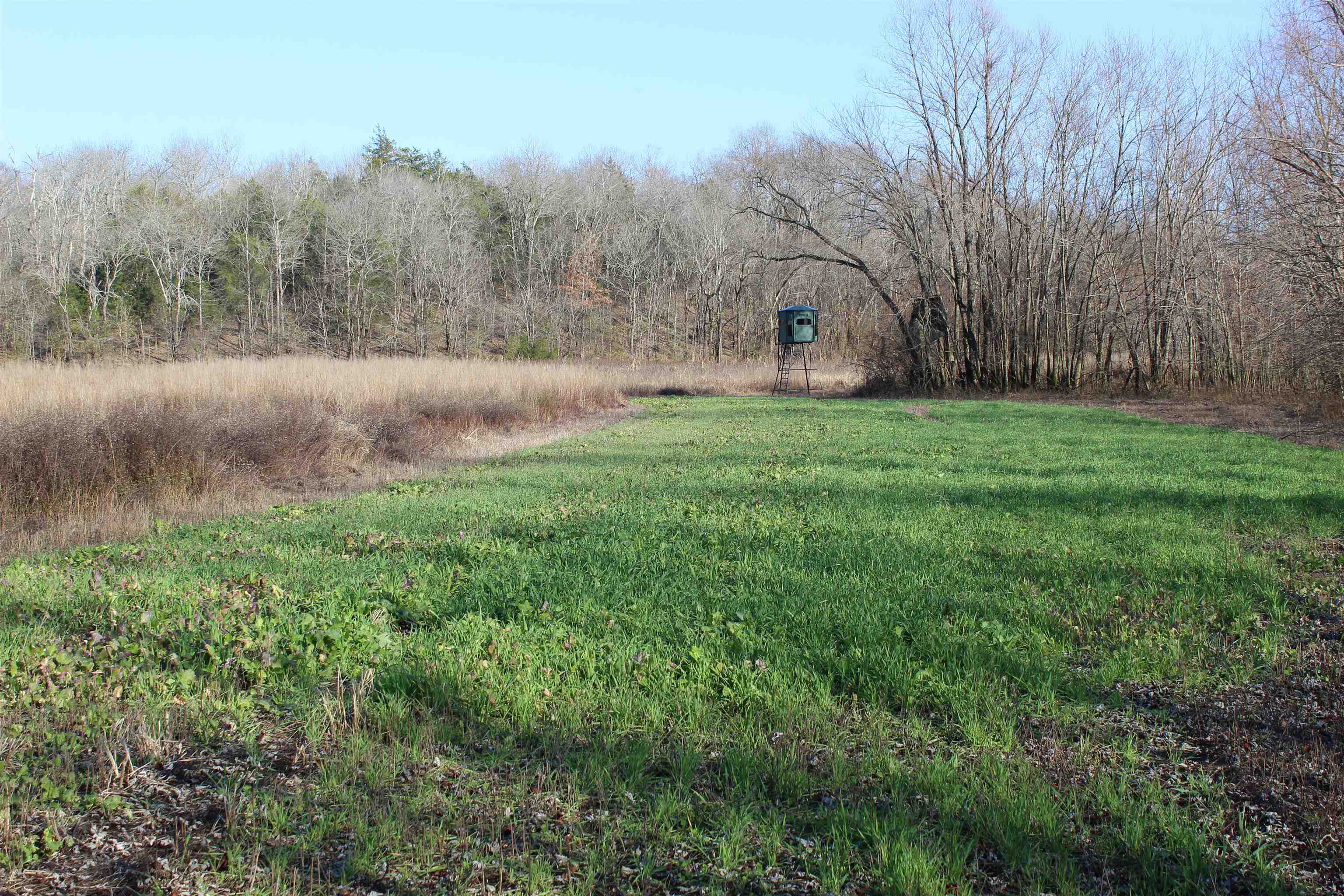 1275 Nance Bend Road Clifton, TN 38425 - Photo 25 of 39 a view of a backyard with large trees