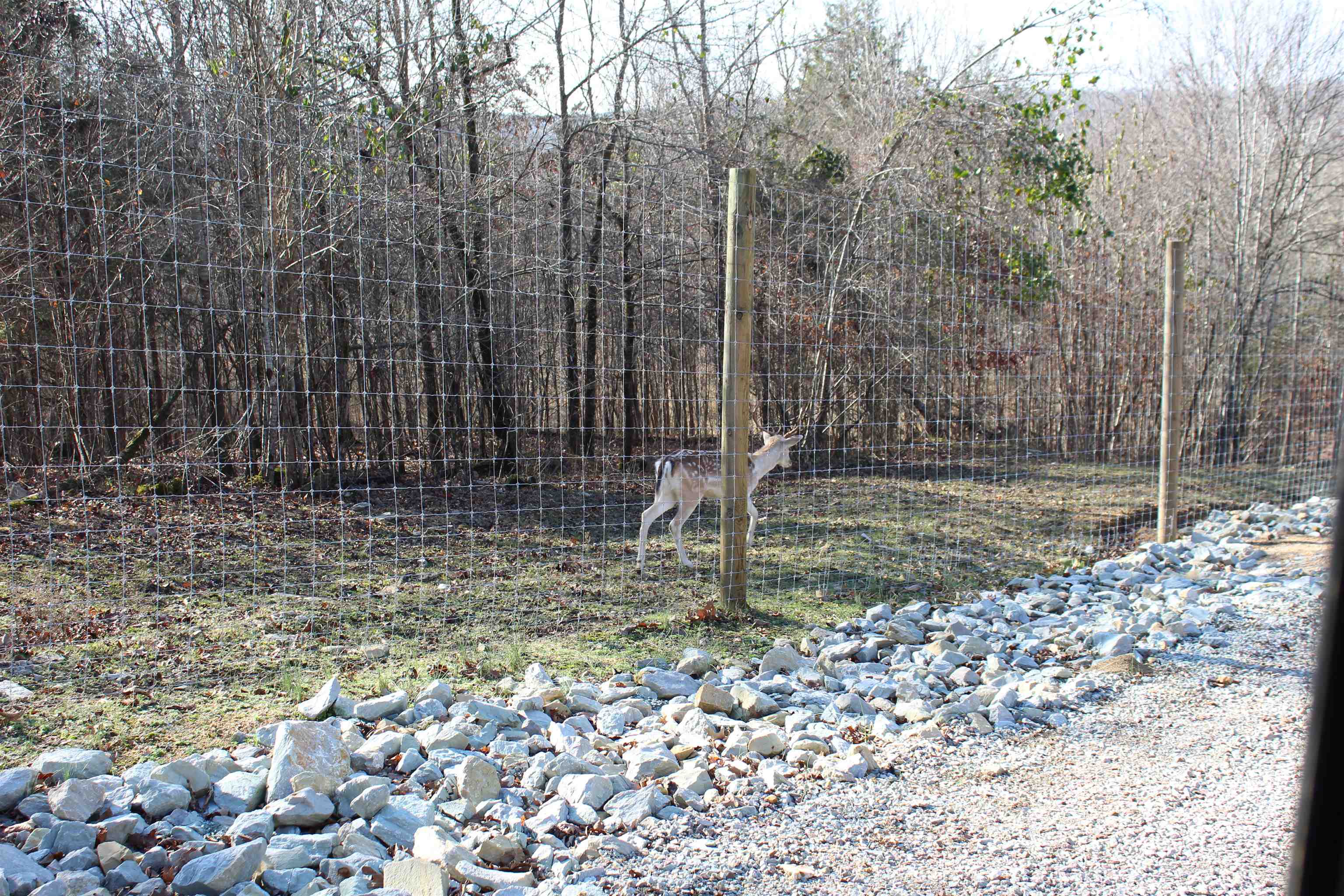 1275 Nance Bend Road Clifton, TN 38425 - Photo 3 of 39 a backyard of a house with lots of green space