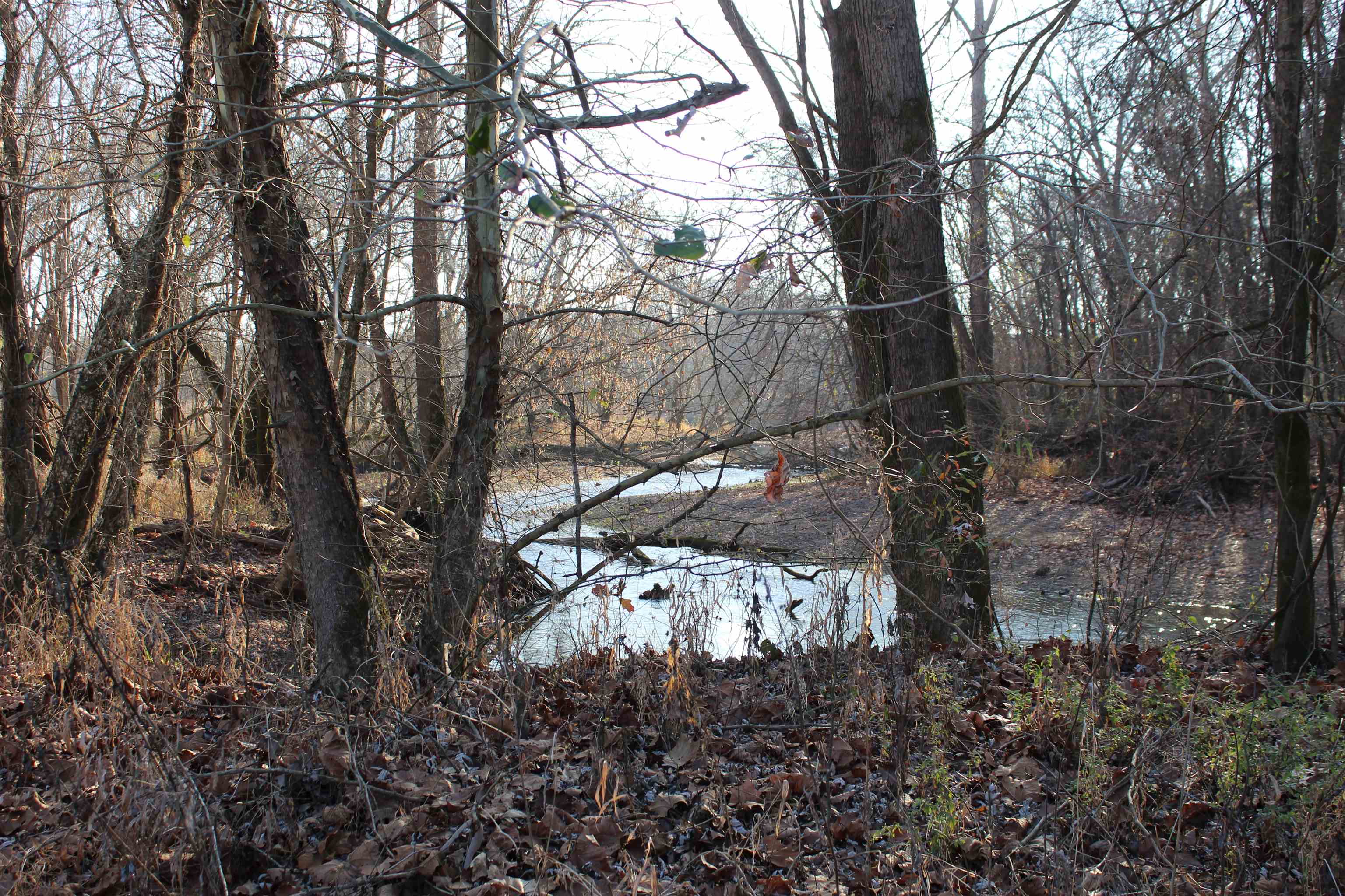1275 Nance Bend Road Clifton, TN 38425 - Photo 32 of 39 a view of a forest filled with trees