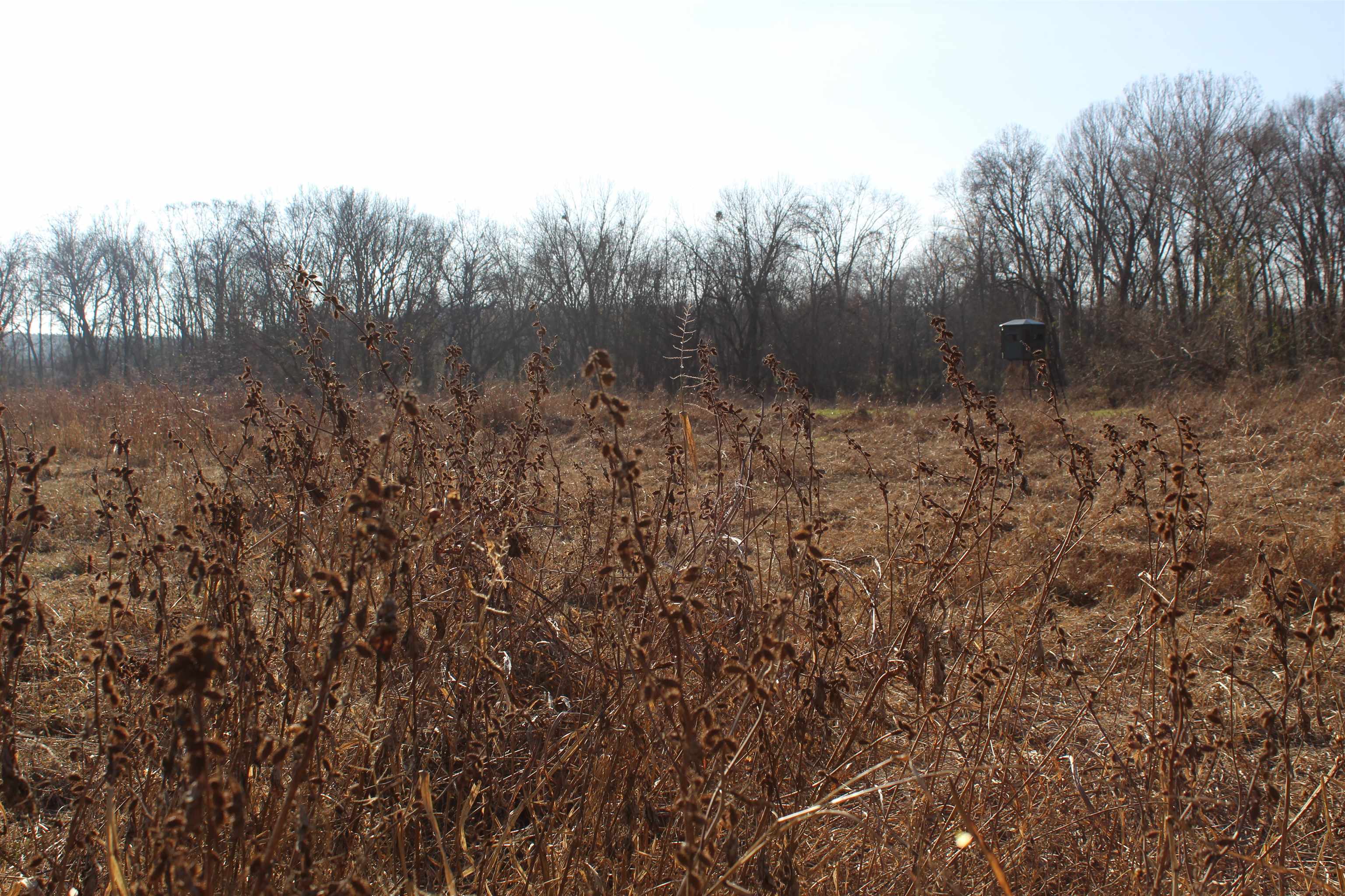 1275 Nance Bend Road Clifton, TN 38425 - Photo 33 of 39 a view of a forest with trees in the background