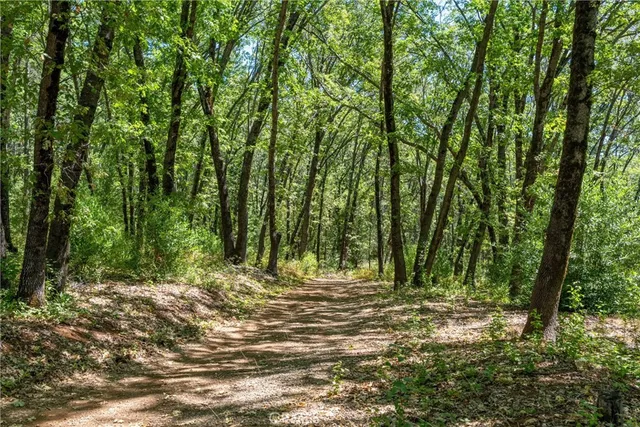 a view of outdoor space and tall trees