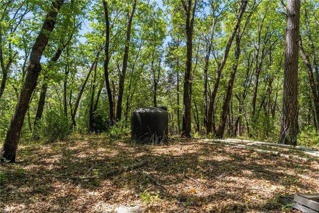 a view of a forest with trees in the background