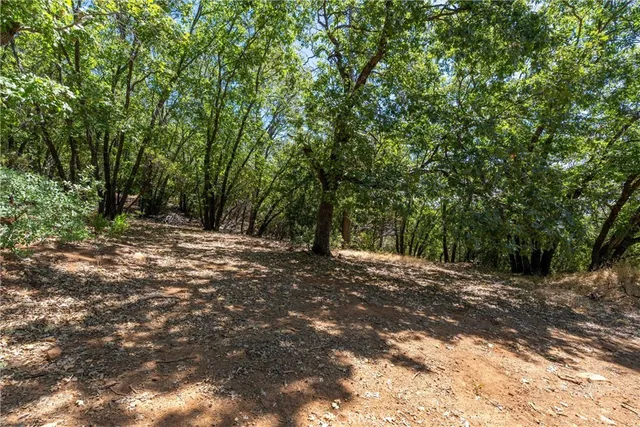 a view of a bunch of trees and bushes