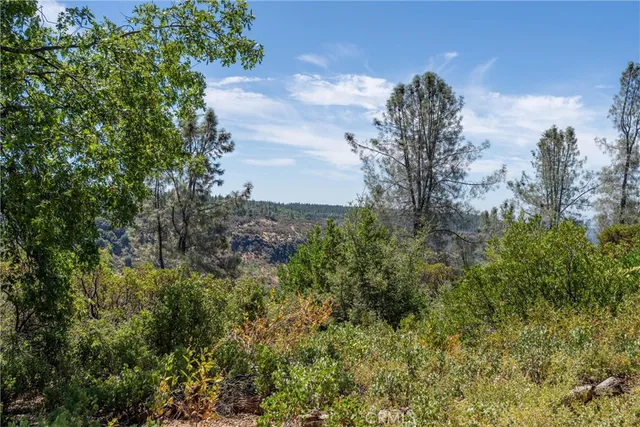a view of a forest with trees in the background