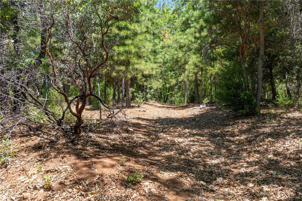 0 Knolls Drive Forest Ranch, CA 95942 - Photo 53 of 68 a view of a forest with trees