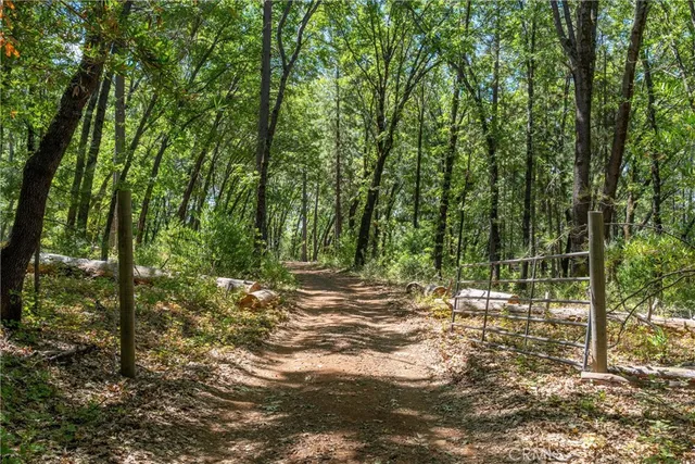 a view of a forest with trees in the background
