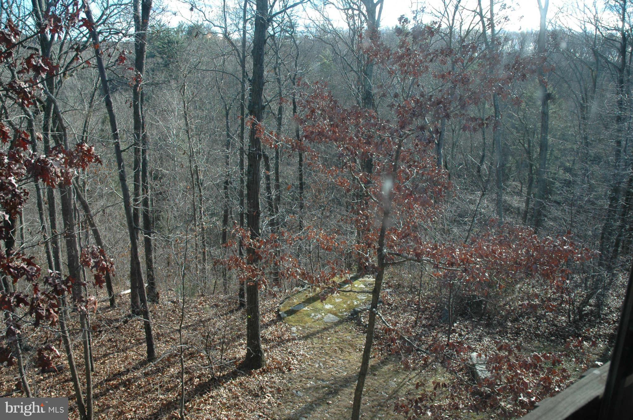 20111 Gunpowder Road Manchester, MD 21102 - Photo 12 of 30 a view of a forest with large trees