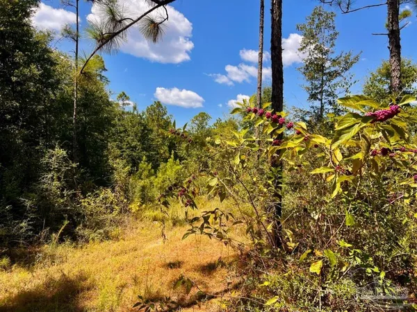 $200,000 | Lot 11 Morgans Branch, Molino, FL 32577