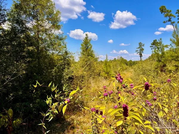$200,000 | Lot 11 Morgans Branch, Molino, FL 32577