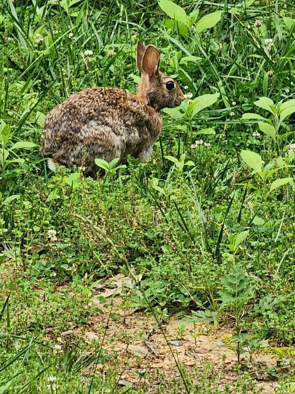 811 Ball Park Road Eagle Rock, VA 24085 - Photo 47 of 51 bunny