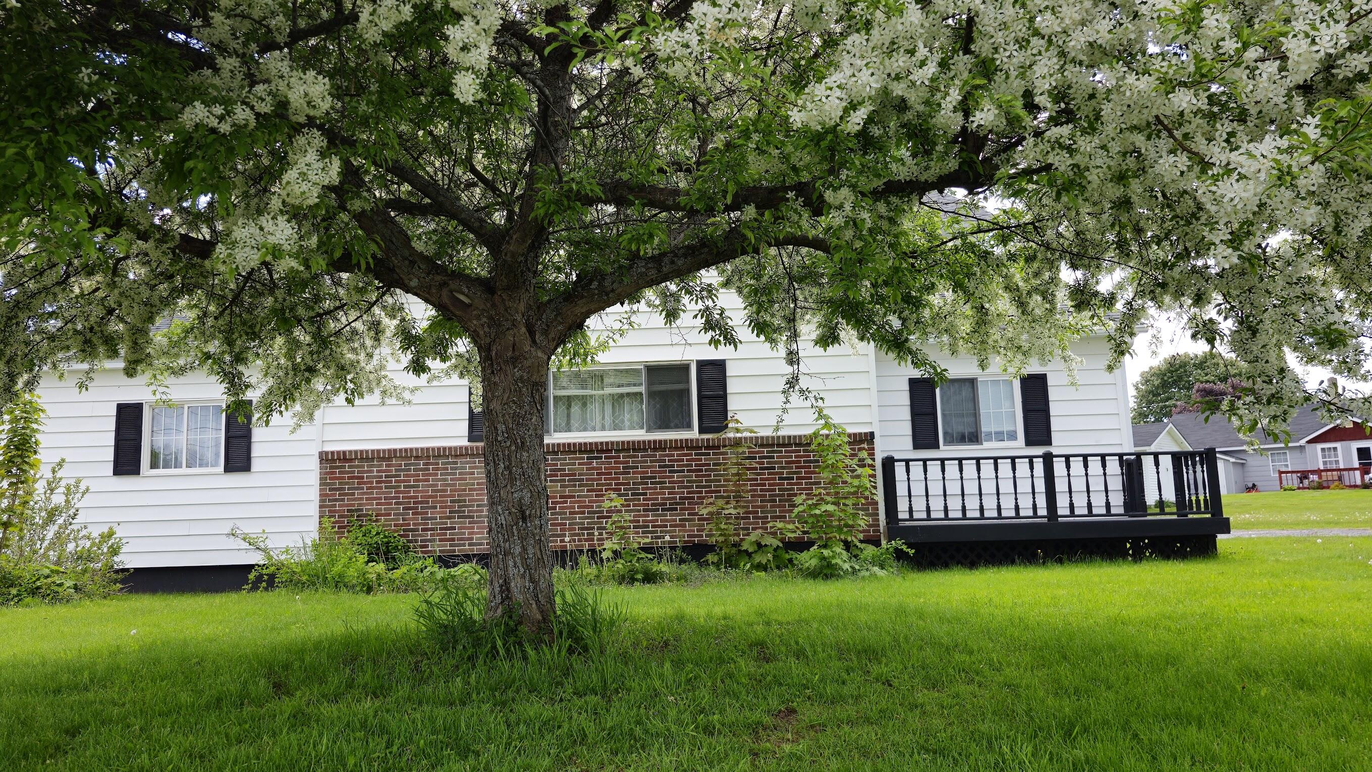 50 Beech Street East Millinocket, ME 04430 - Photo 2 of 48 bloom umbrella