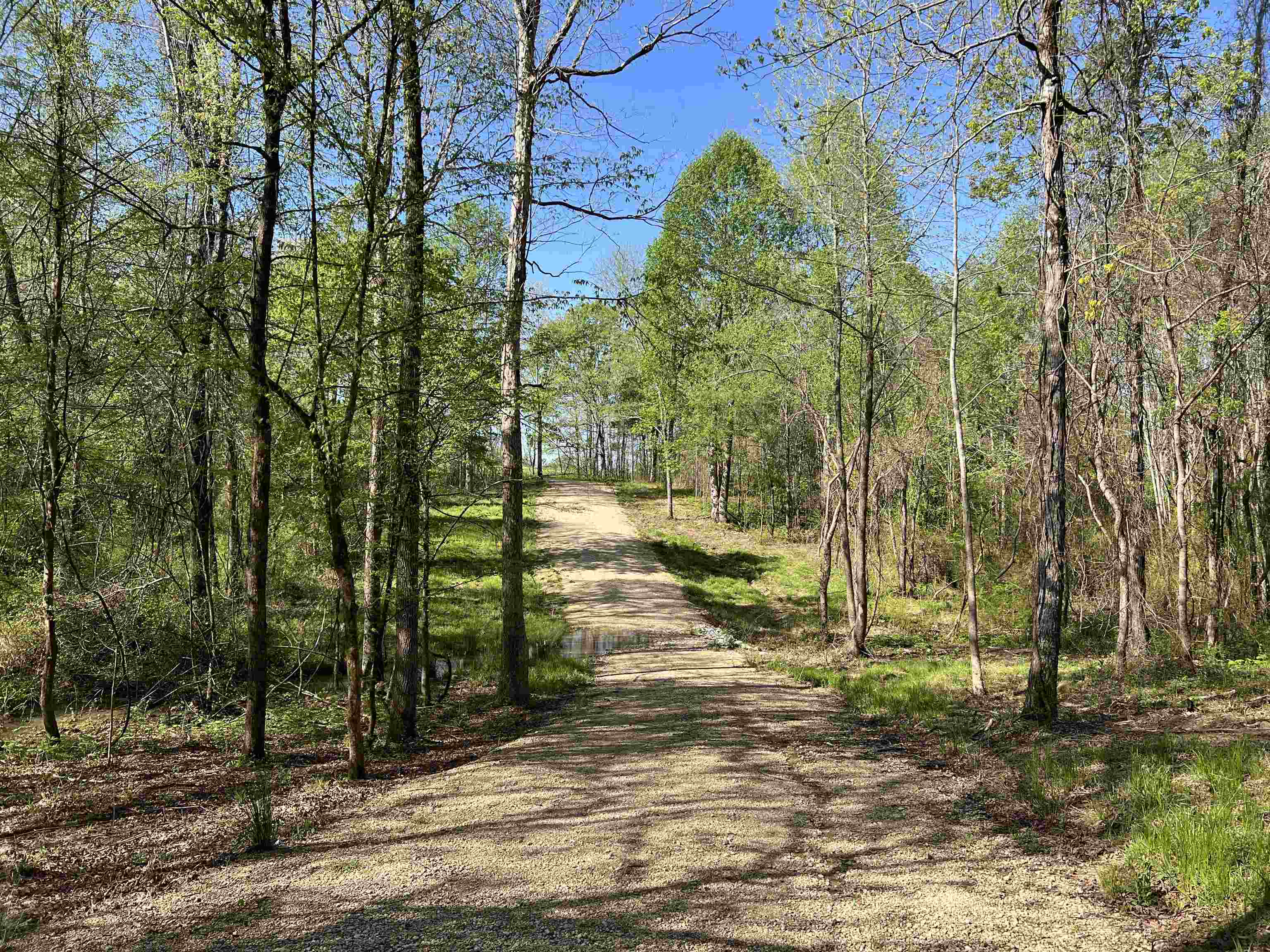 0 Burnett Road Williston, TN 38076 - Photo 11 of 39 a view of a yard with trees