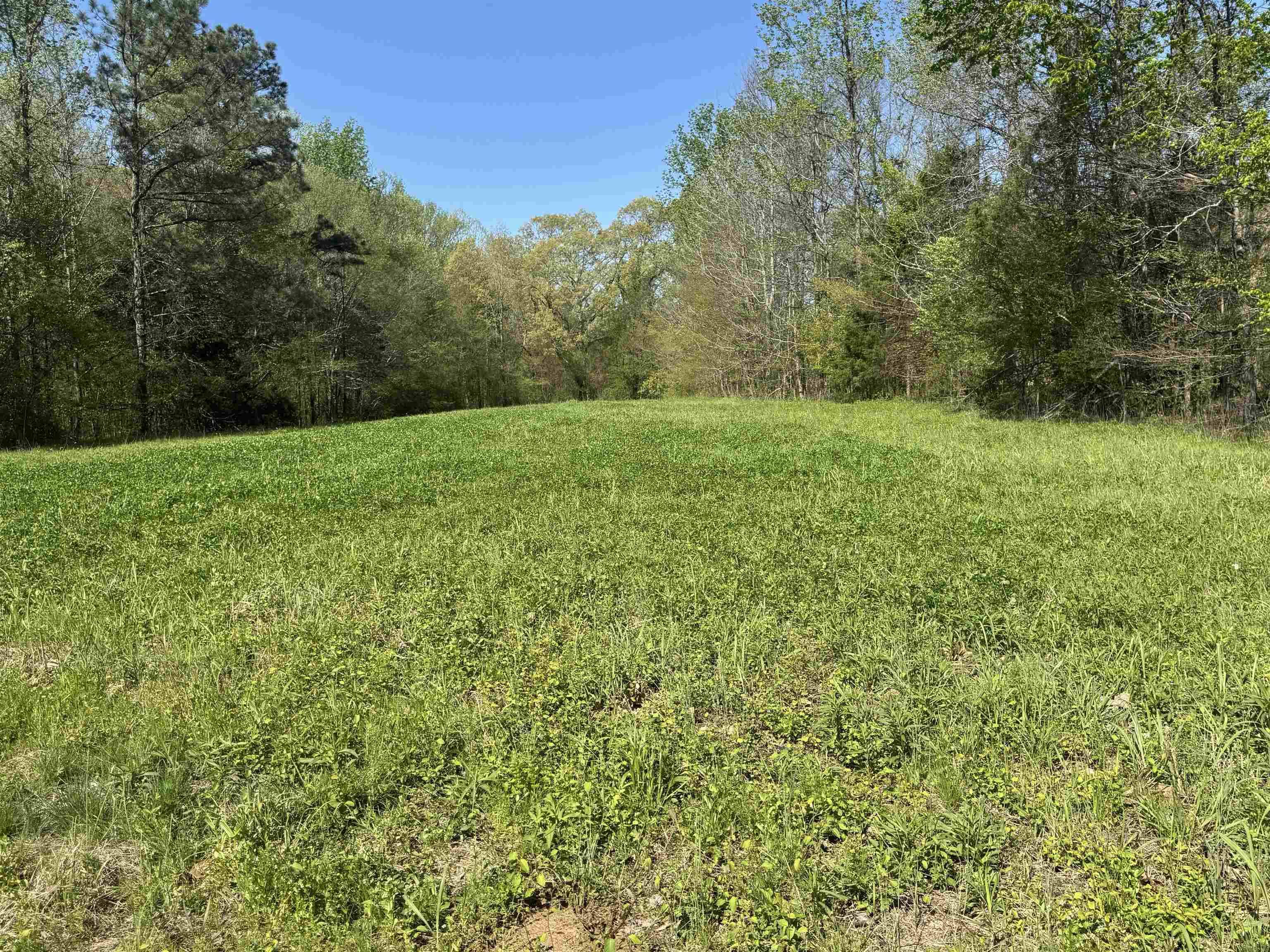 0 Burnett Road Williston, TN 38076 - Photo 12 of 39 a view of a yard with a trees