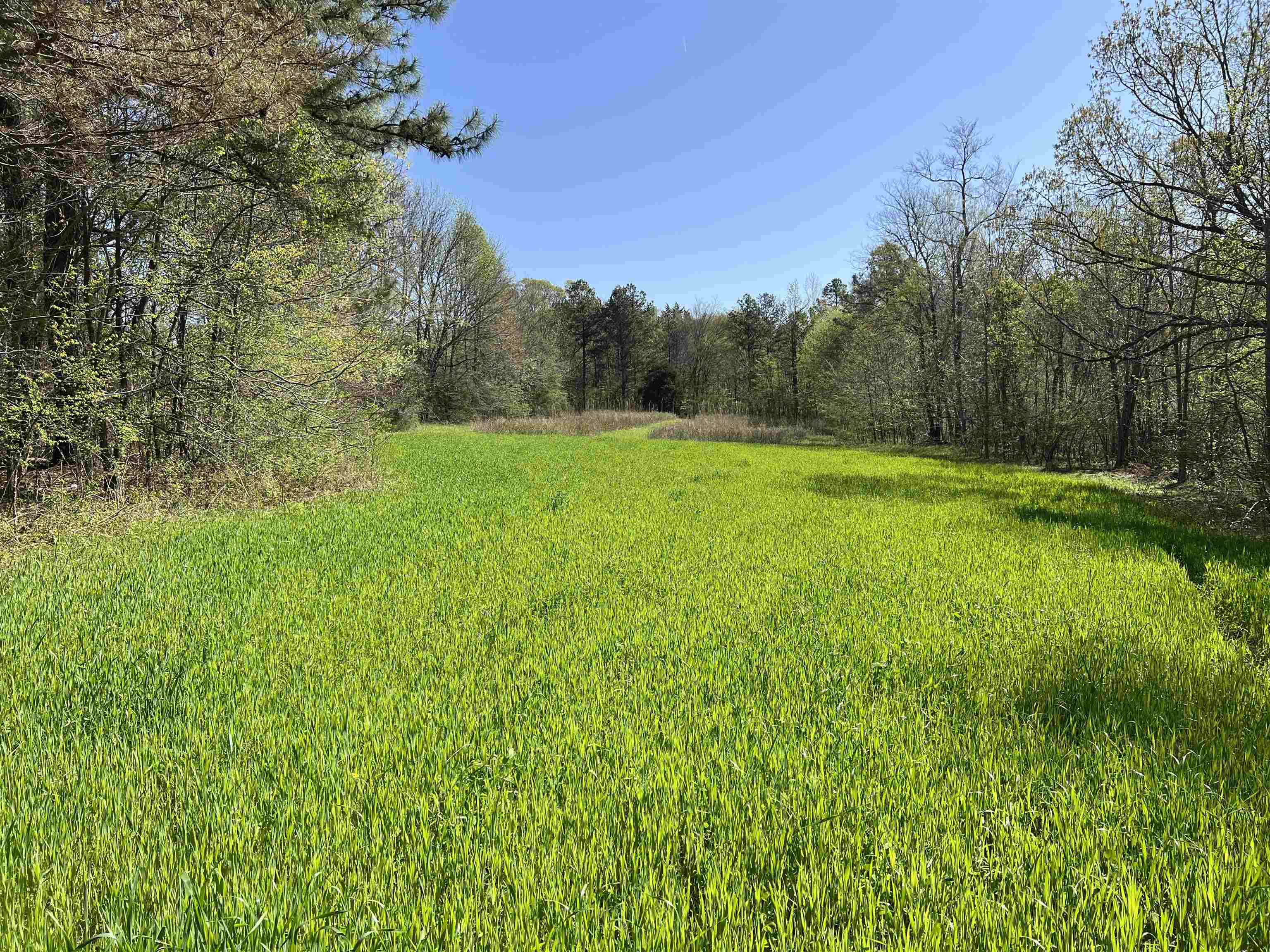 0 Burnett Road Williston, TN 38076 - Photo 19 of 39