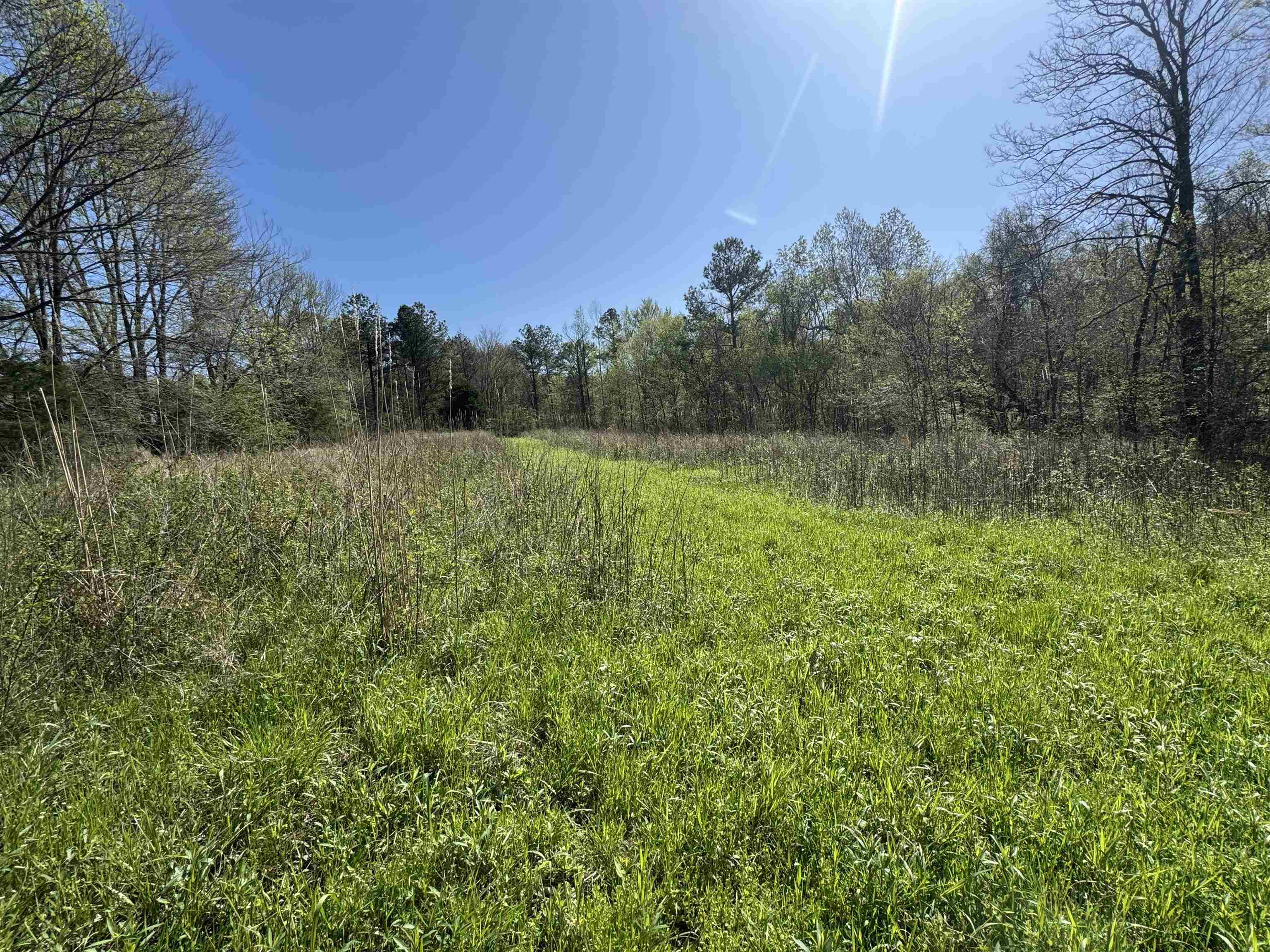 0 Burnett Road Williston, TN 38076 - Photo 21 of 39 a view of a yard with a tree