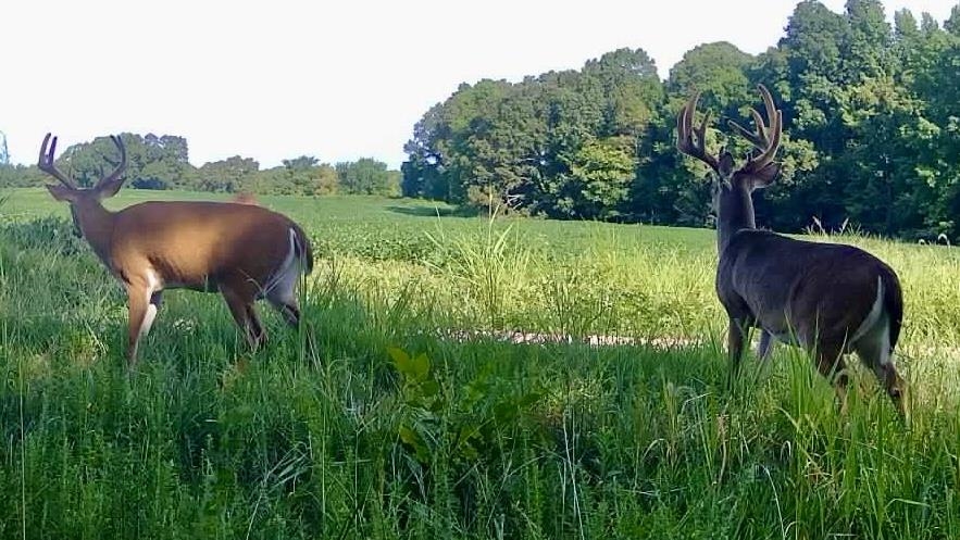 0 Burnett Road Williston, TN 38076 - Photo 22 of 39