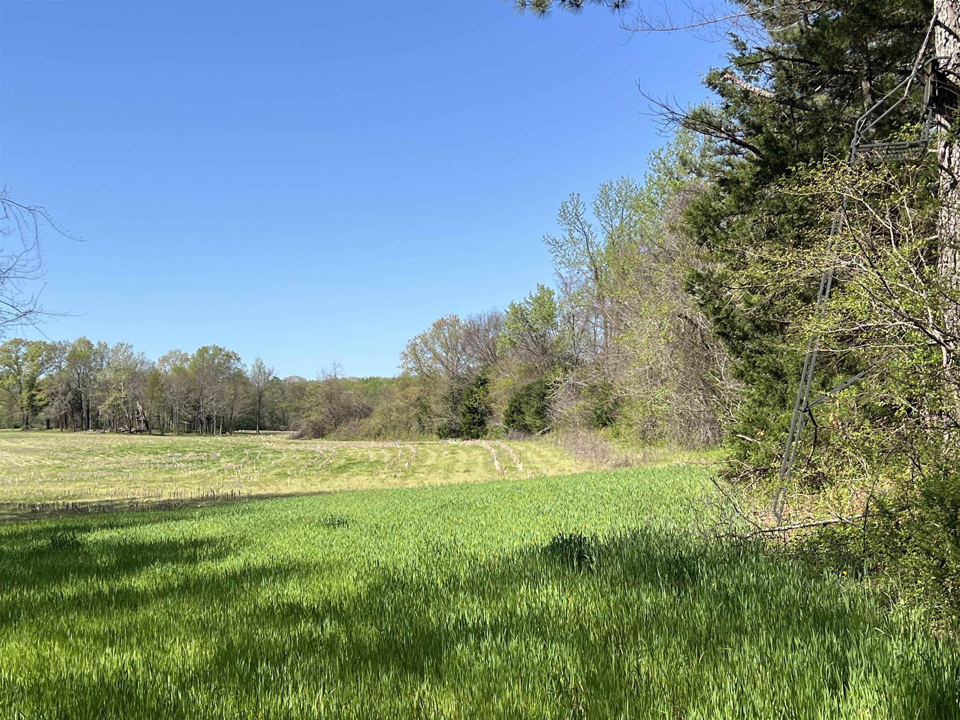 0 Burnett Road Williston, TN 38076 - Photo 24 of 39 a view of outdoor space and yard