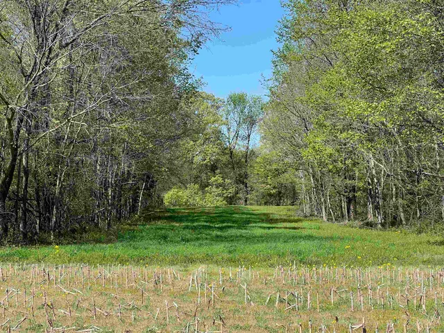 a view of a green field