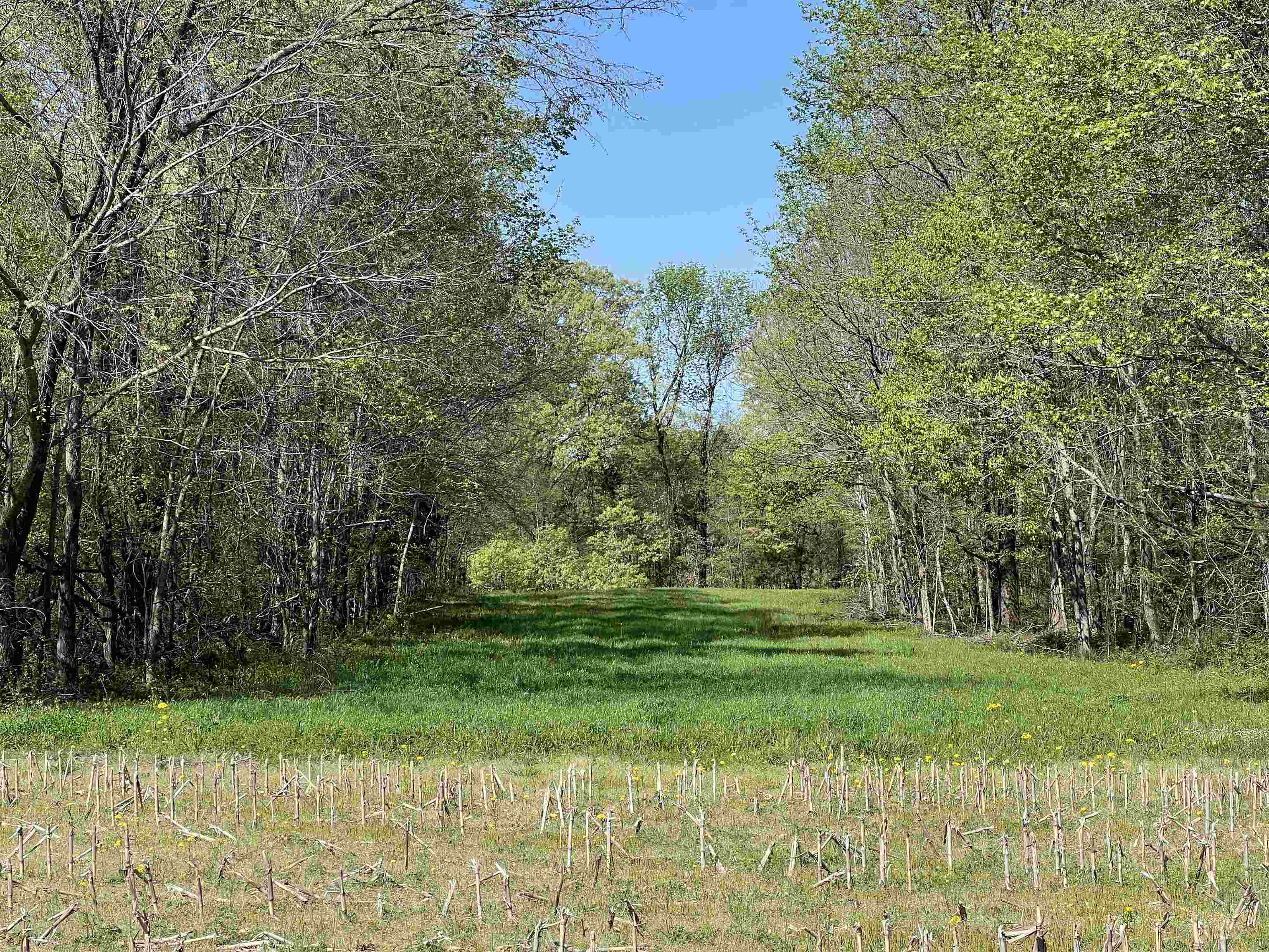 0 Burnett Road Williston, TN 38076 - Photo 25 of 39 a yard with trees in the background