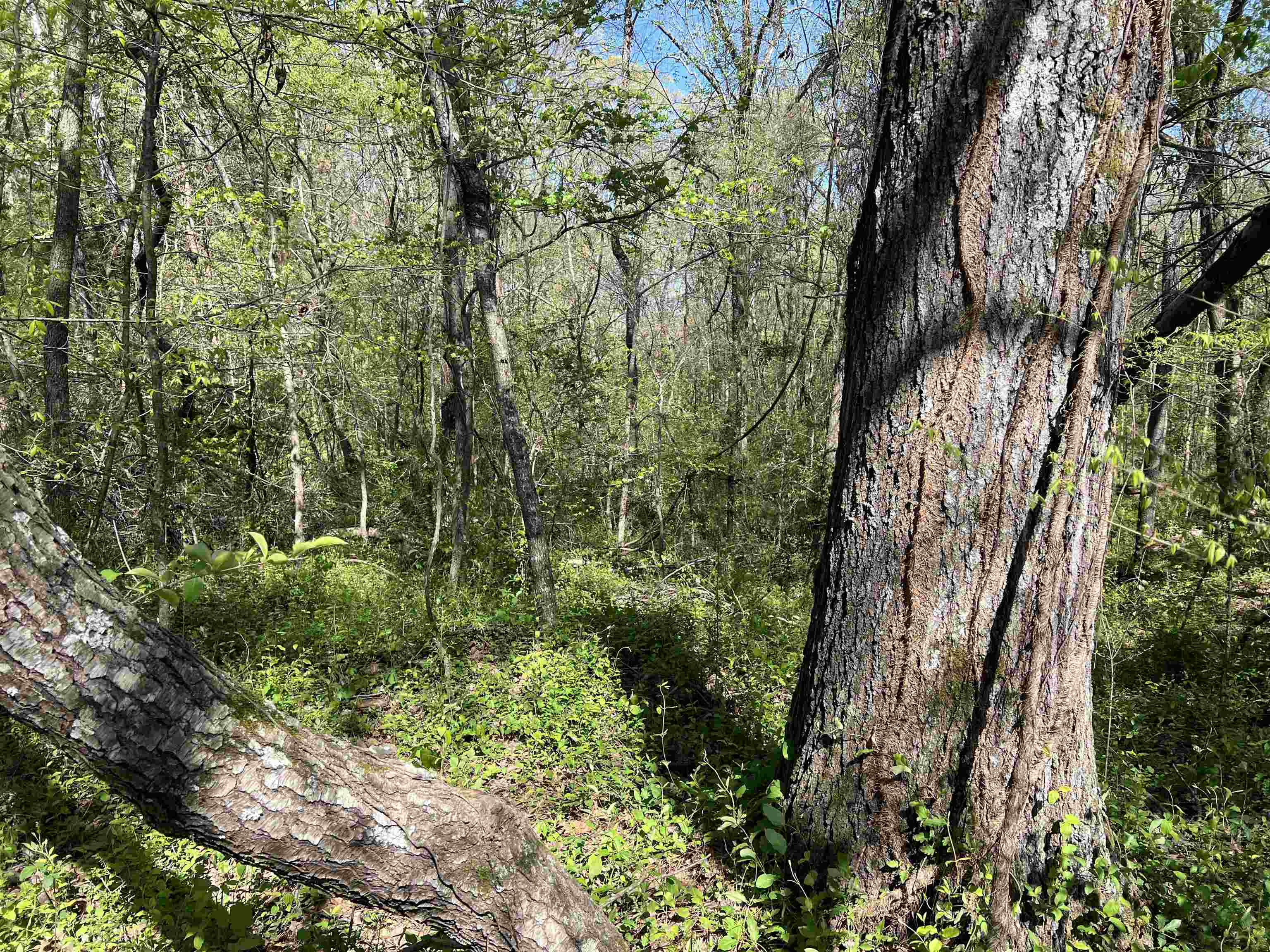 0 Burnett Road Williston, TN 38076 - Photo 31 of 39 a view of a yard with plants and trees