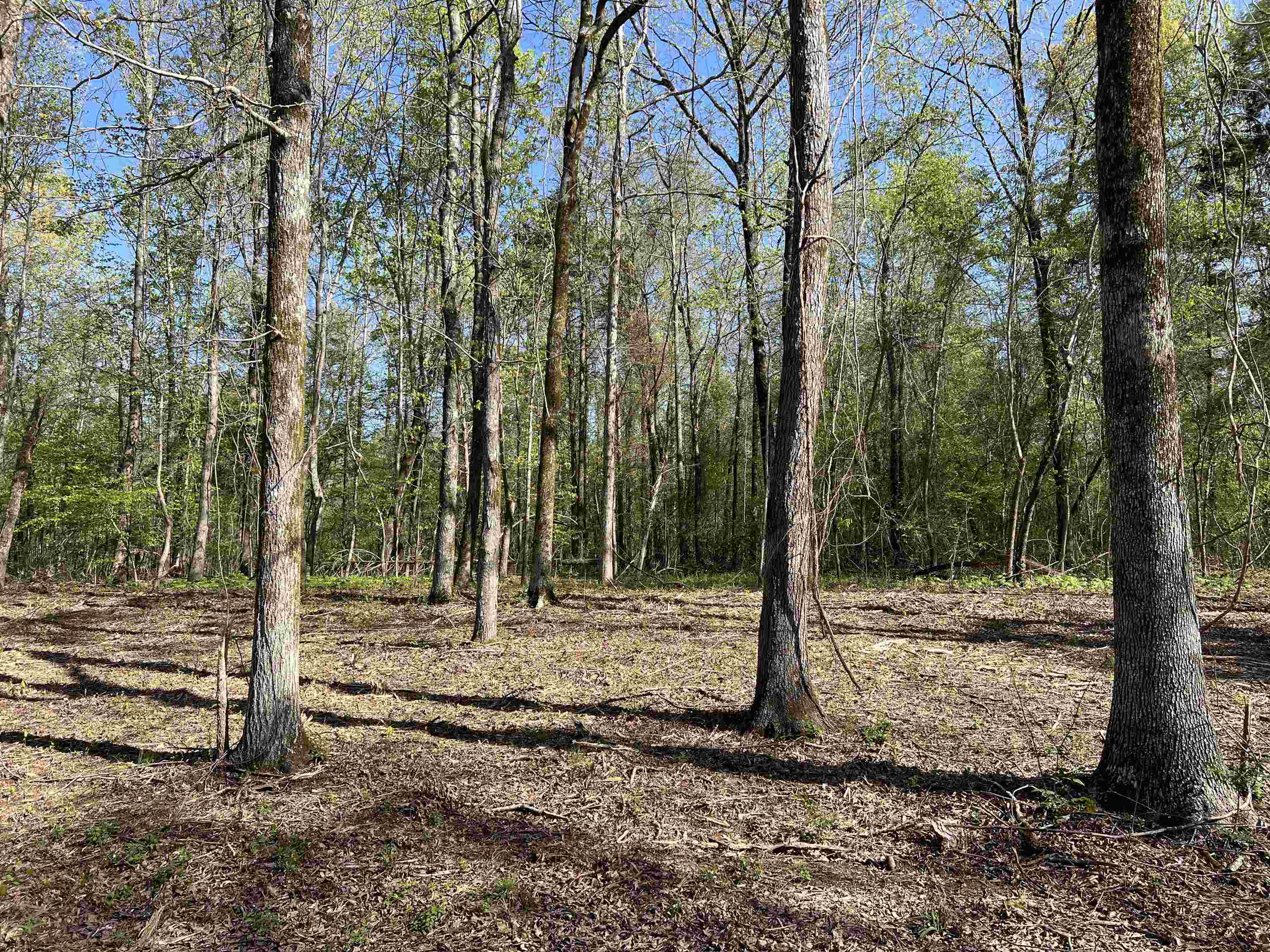 0 Burnett Road Williston, TN 38076 - Photo 32 of 39 a view of a tree in the middle of a yard