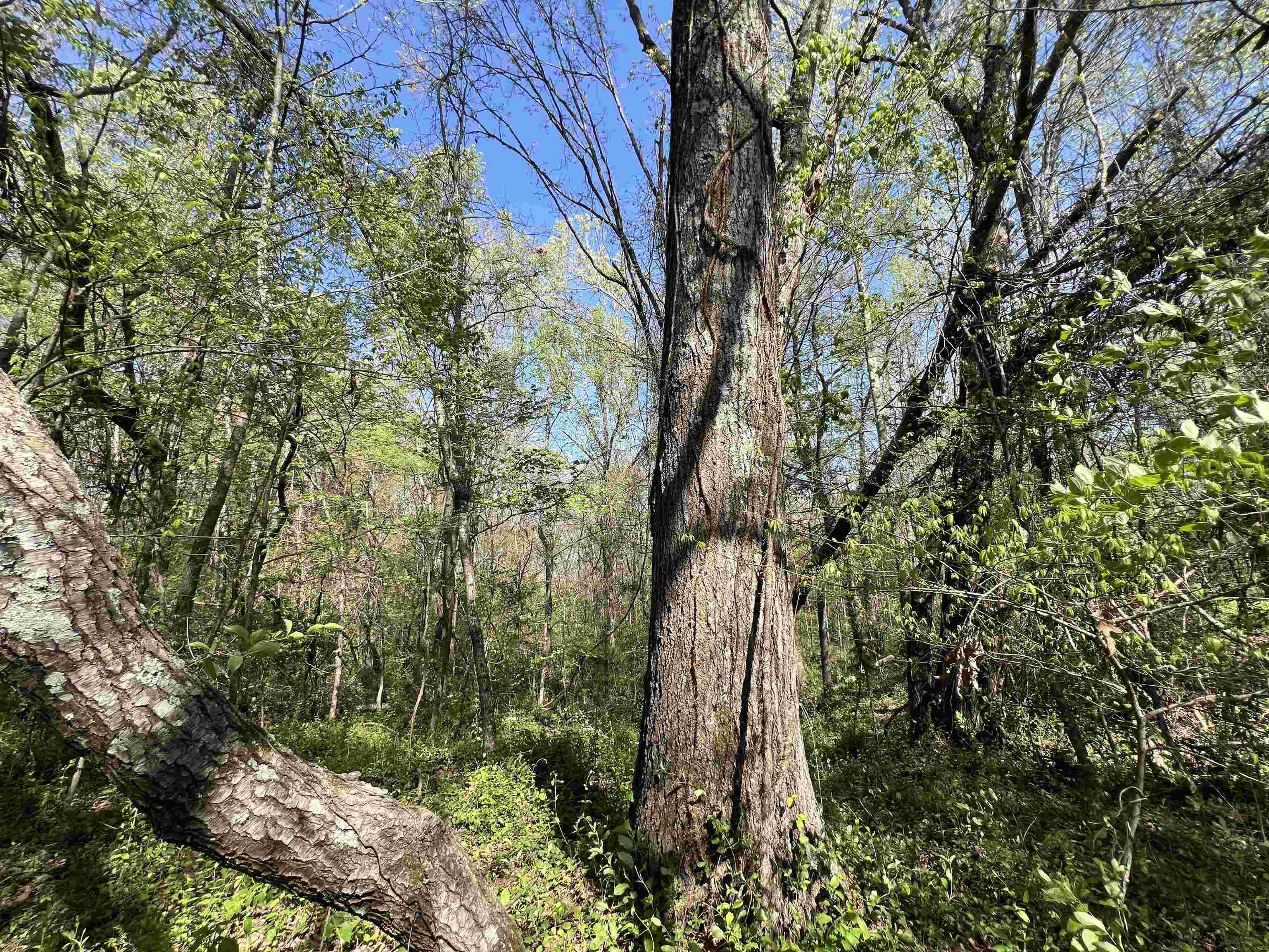 0 Burnett Road Williston, TN 38076 - Photo 33 of 39 a backyard of a house with lots of green space