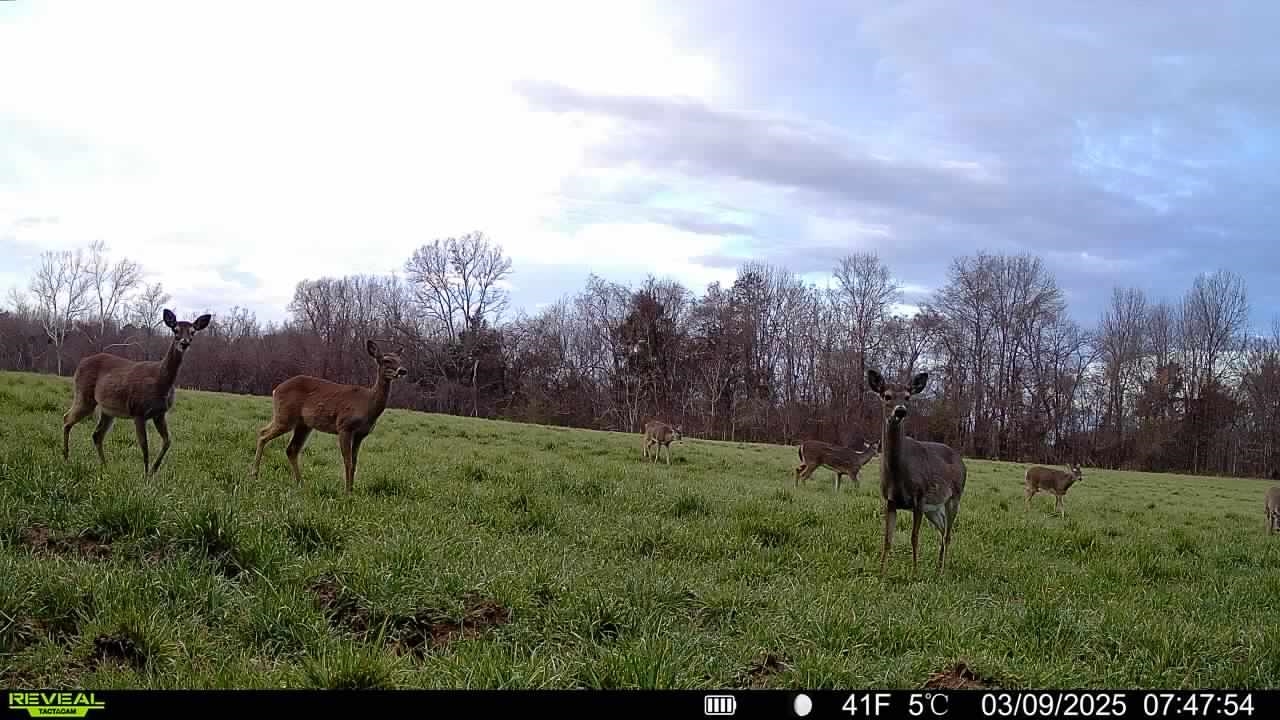 0 Burnett Road Williston, TN 38076 - Photo 38 of 39 a view of a garden