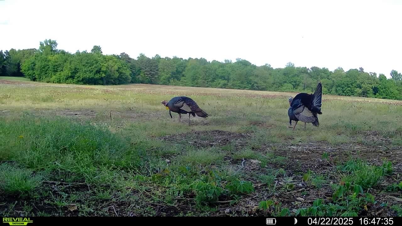 0 Burnett Road Williston, TN 38076 - Photo 39 of 39 a view of a outdoor space
