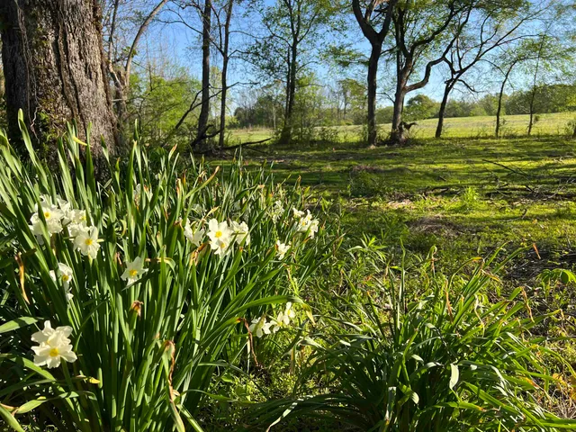 a view of a small yard