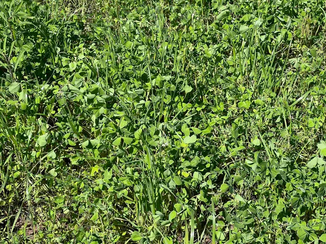 a view of a tree with a tree in front of it