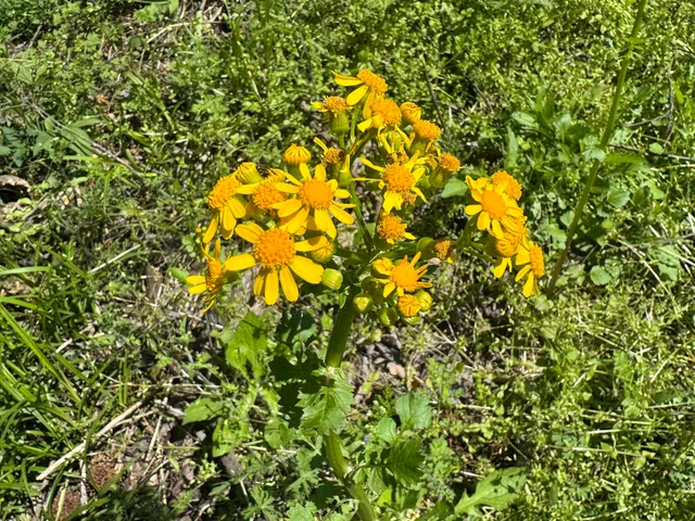 a view of field with tall trees