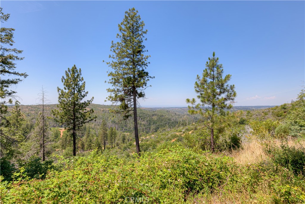 12059 Andy Mountain Road Oroville, CA 95965 - Photo 9 of 18 a view of a garden with a tree