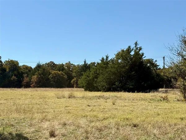 a view of a tree in a yard