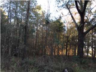 13 Huff Road St. George, SC 29477 - Photo 1 of 4 Primary Photo
