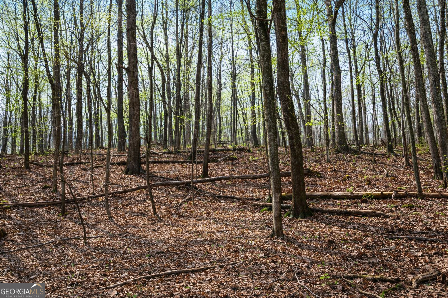 2300 Stonepile Road Clarkesville, GA 30523 - Photo 11 of 26