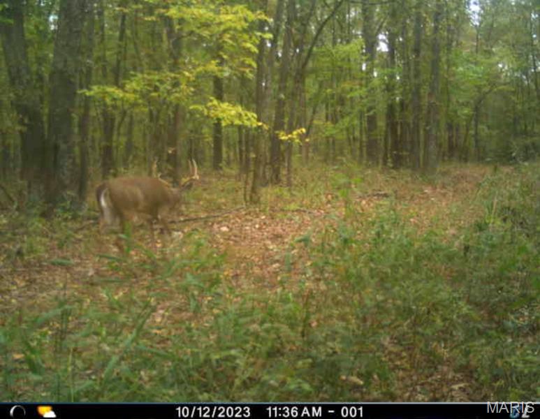 1-00 Summit Road Hartville, MO 65667 - Photo 73 of 89 Gallery Image 73