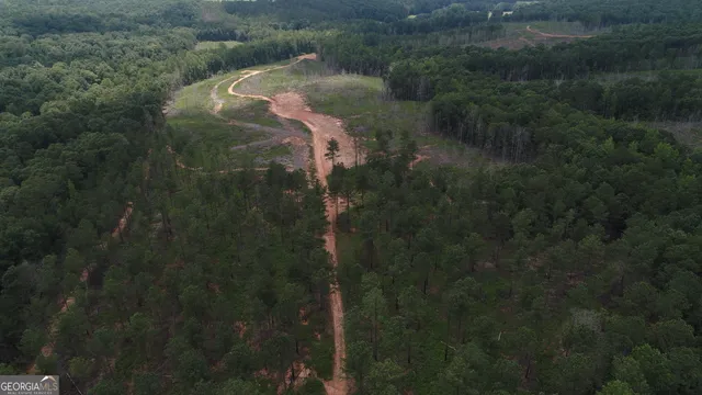 a view of a forest with lots of trees