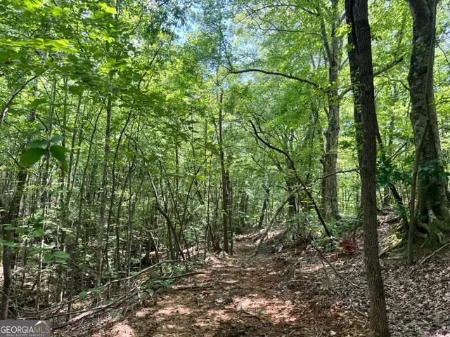 a view of a forest with trees