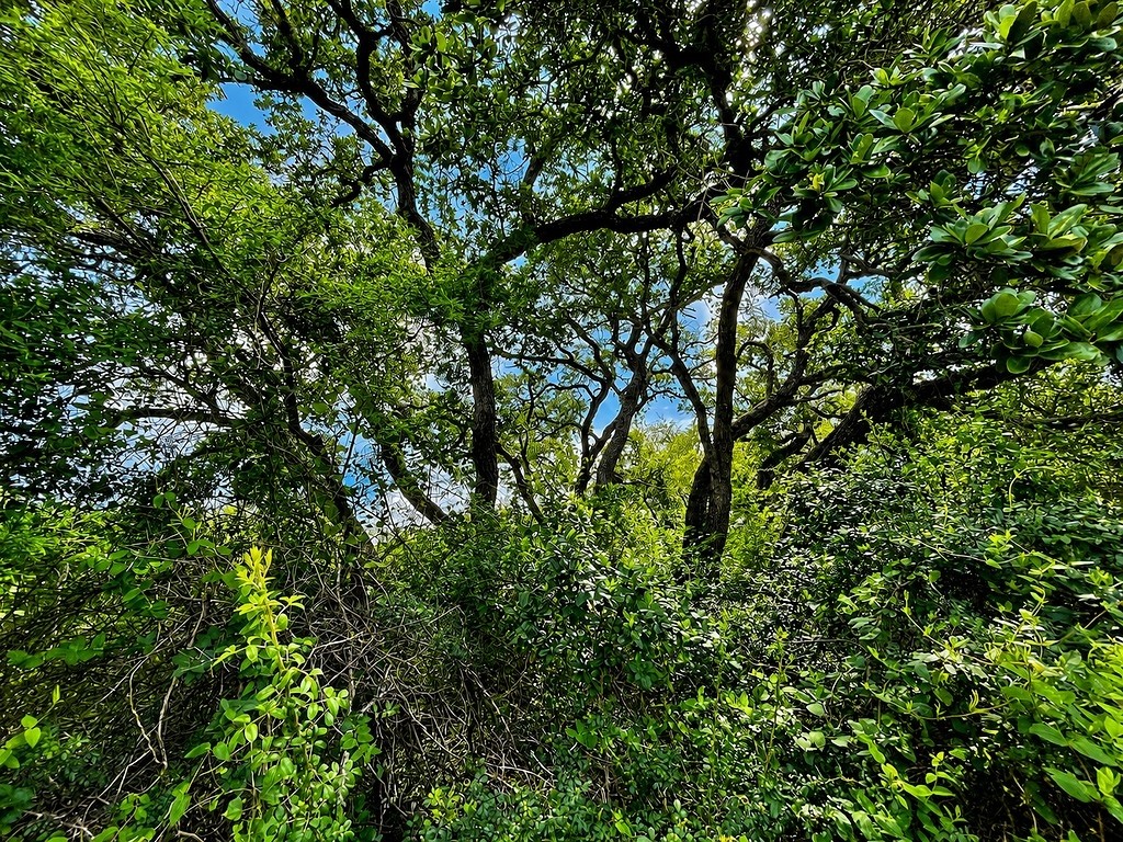 Tbd Water Oak Road Columbus, TX 78934 - Photo 5 of 14