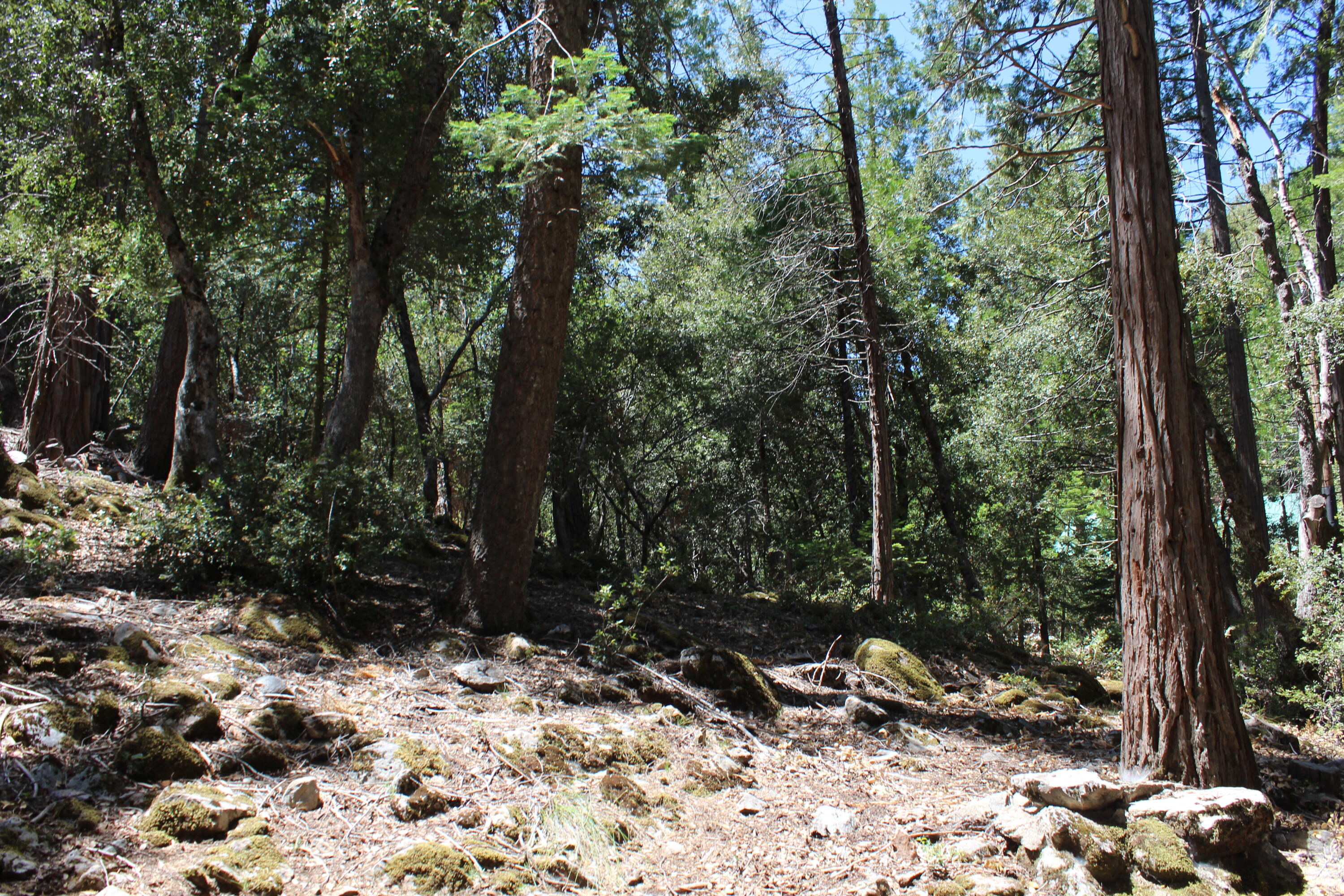 565 Trail End Drive Springville, CA 93265 - Photo 53 of 58 IMG_9604