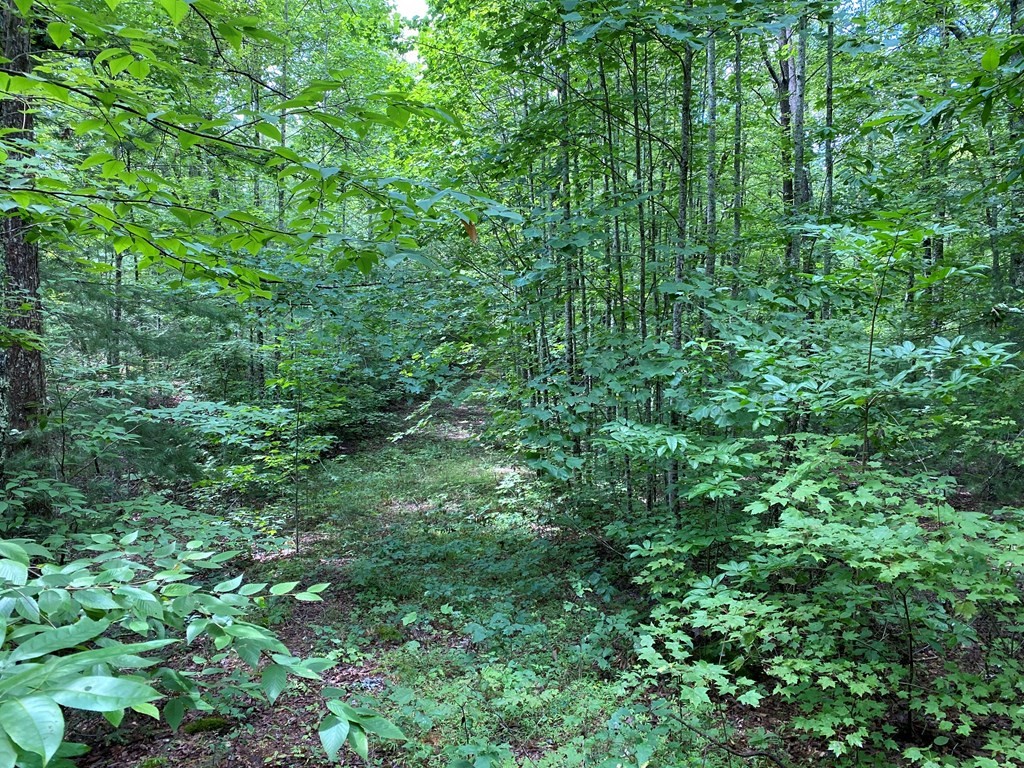 24 Fox Hunters Way Sevierville, TN 37876 - Photo 4 of 6