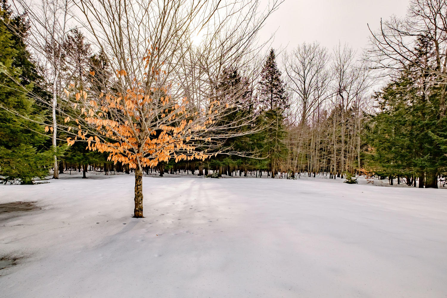 759 Parker Farm Road Buxton, ME 04093 - Photo 28 of 31 20190129gp-60048