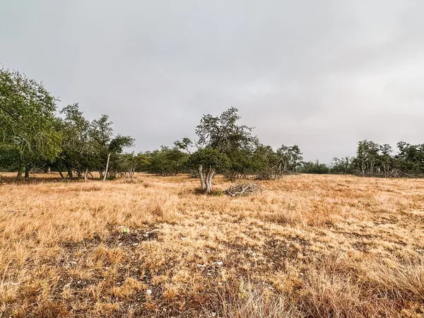 a view of a yard with trees