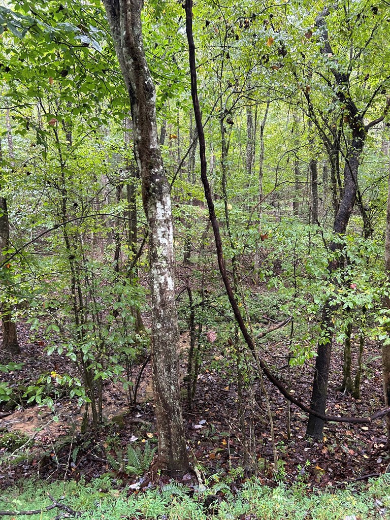 0 Johnsonville Road Murphy, NC 28906 - Photo 6 of 6 Gallery Image 6