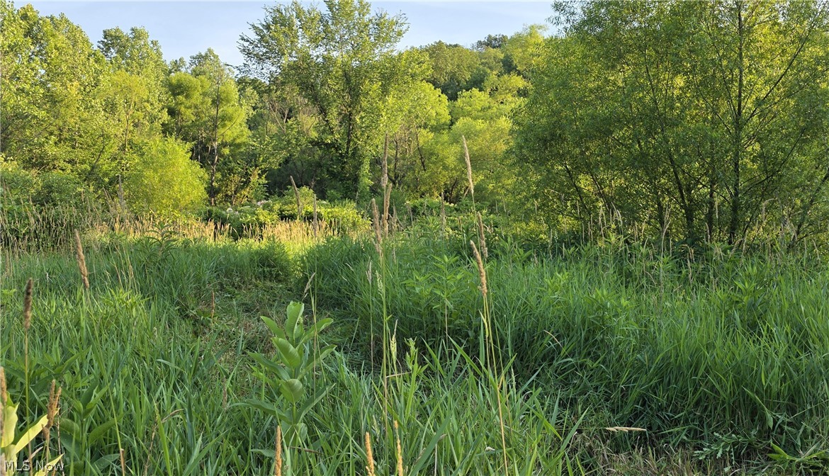 6820 Crane Run Road Cumberland, OH 43732 - Photo 9 of 29 Lush natural landscape featuring varied green foliage and mature deciduous trees